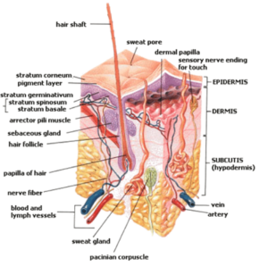 آکادمی تخصصی پوست و مو زیبایی گود اسکین,ریموو تتو با لیزر,لیزر واریس,پیرسینگ,فیبروز ابرو,میکروبلیدینگ,دستگاه‌های پوستی,پاکسازی پوست,موهای زیر پوستی