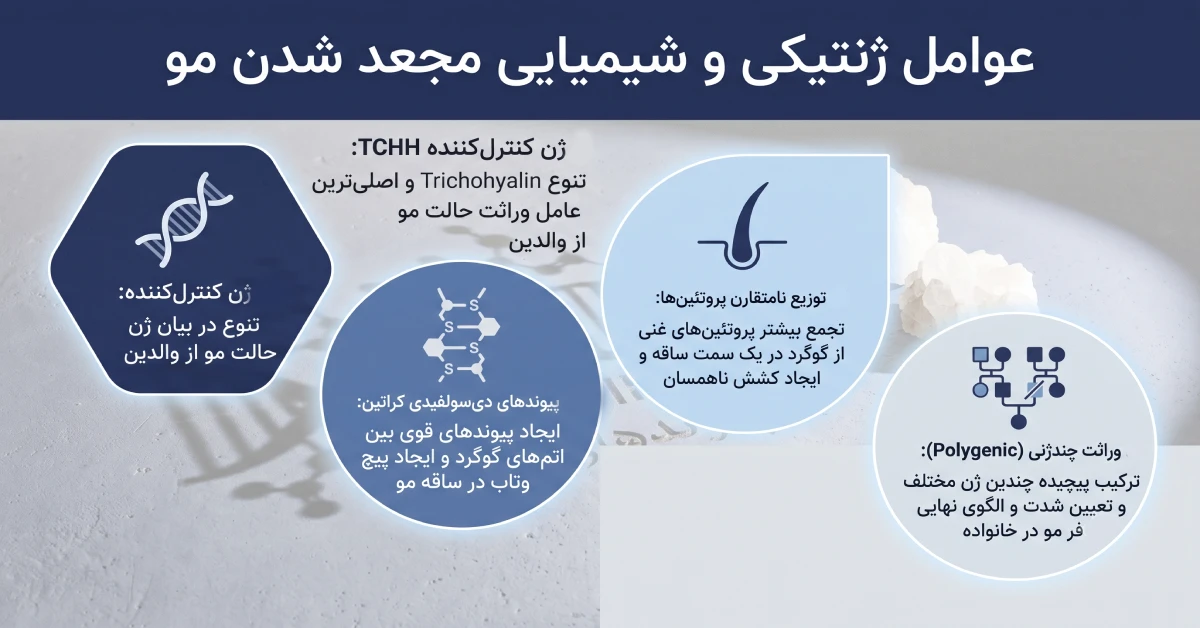 اینفوگرافیک-عوامل-ژنتیکی-موی-مجعد.