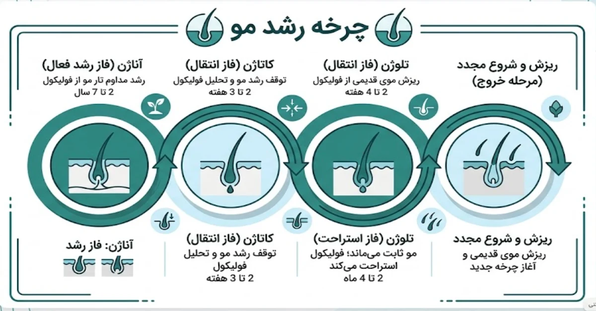 اینفوگرافیک چرخه طبیعی رشد مو و مراحل فاز آناژن و تلوژن